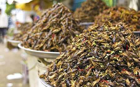 تحقیقات نشان می دهد خوردن حشرات برای روده مفید است