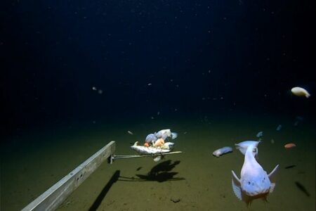 دانشمندان از یک ماهی در عمق ۸ کیلومتری اقیانوس فیلمبرداری کردند