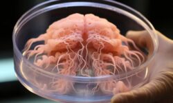 محققان بدون نیاز به سلول‌های حیوانی مغزهای مینیاتوری آزمایشگاهی تولید کردند