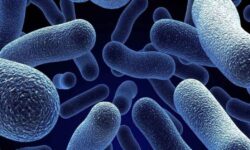 دانشمندان می‌گویند باکتری‌های روده باعث افزایش روند پیری می‌شوند