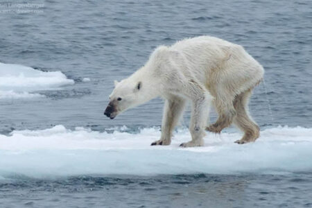 دانشمندان در مورد حیات در خطر خرس های قطبی هشدار دادند