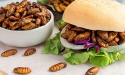 محققان می‌گویند مواد مغذی موجود در حشرات متابولیسم بدن را افزایش می‌دهد
