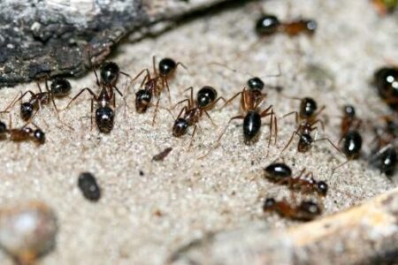 محققان برای ساخت ربات‌های جدید از مورچه‌ها الهام گرفتند