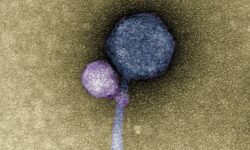 کشف نخستین ویروسی که می‌تواند به ویروس‌های دیگر متصل شود
