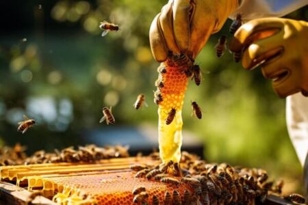 آیا عسل طبیعی شکرک می زند؟
