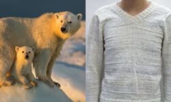 محققان با الهام از خرس قطبی پارچه فوق سبک و عایق توسعه دادند