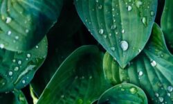 گیاهان مصنوعی می توانند انرژی های باد و باران را مهار کنند