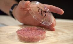 ساخت نوعی حسگر زیستی برای تشخیص گوشت سالم از گوشت فاسد