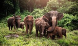 فیل‌های آسیایی همانند انسان‌ها برای بچه‌های مرده خود مراسم تشییع برگزار می‌کنند