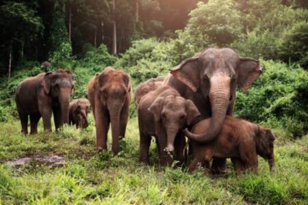 فیل‌های آسیایی همانند انسان‌ها برای بچه‌های مرده خود مراسم تشییع برگزار می‌کنند