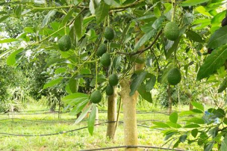 ضایعات درخت آووکادو در ساخت بسته‌بندی مواد غذایی به کار می‌رود
