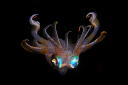 کشف اختاپوس-ماهی مرکب تانیا با نورهای درخشان در اعماق اقیانوس