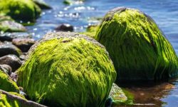 جلبک می‌تواند یک منبع انرژی قدرتمند با کربن منفی در زمین باشد