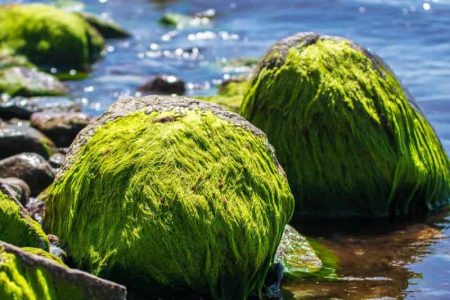 جلبک می‌تواند یک منبع انرژی قدرتمند با کربن منفی در زمین باشد