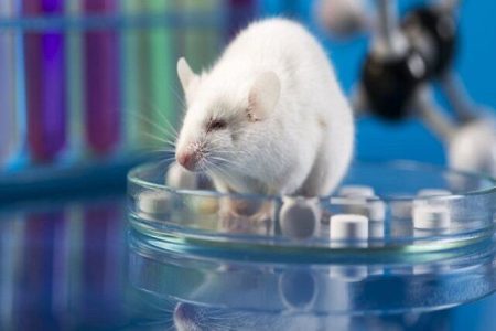 دانشمندان با یک داروی مقابله با پیری تا ۲۵ درصد عمر موش‌ها را افزایش دادند