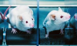 پرورش موش‌هایی که بیشترین شباهت را از نظر سیستم ایمنی با انسان دارند