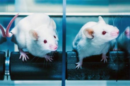 پرورش موش‌هایی که بیشترین شباهت را از نظر سیستم ایمنی با انسان دارند