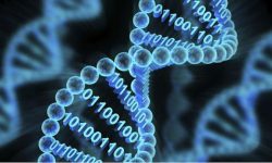 تحقیق نوین بر روی میزان ریزش DNA و کاربرد آن در پزشکی قانونی
