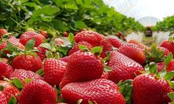 توت فرنگی؛ گنجینه‌ای برای حفاظت از قلب و مغز