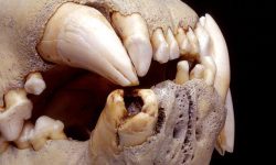 راز شیرهای آدم‌خوار تساوو با بررسی DNA موهایشان فاش شد