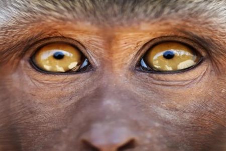 دانشمندان موفق به ترمیم شبکیه چشم میمون‌ها با سلول‌های بنیادی شدند