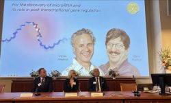 اعطای جایزه نوبل پزشکی 2024 به پیشگامان کشف میکرو RNA